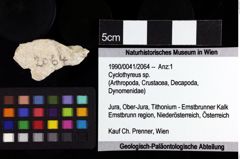 Foto (Objket + Etiketten) von Cyclothyreus sp. 